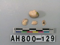 藏品(螺類)的圖片